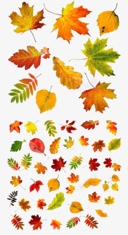 秋天的树叶组图素材