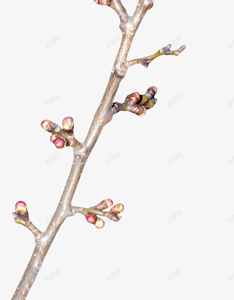 创意花枝png免抠素材_新图网 https://ixintu.com 树枝 漂亮花枝 花枝 花苞