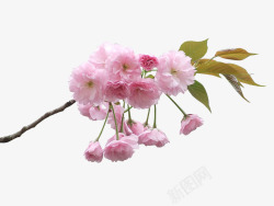 树枝粉色小花素材