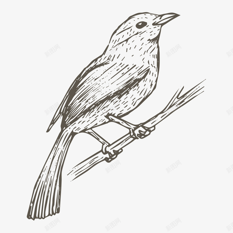 素描小鸟png免抠素材_新图网 https://ixintu.com 一只 卡通 小鸟 手绘 简笔 素描 线条 黑色