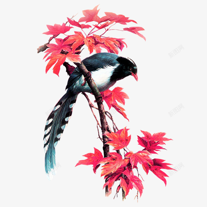 创意树枝上的鸟png免抠素材_新图网 https://ixintu.com 树枝上的鸟 红叶 鸟