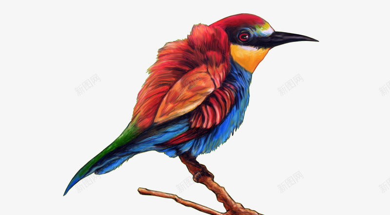 美丽的鸟png免抠素材_新图网 https://ixintu.com 动物 喜鹊 大自然 彩色 树枝上 鸟
