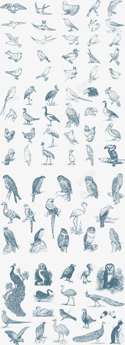 复古手绘鸟类插手绘小鸟矢量图高清图片