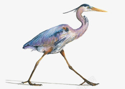 动物迁徙手绘水鸟高清图片