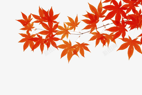 红色枫叶png免抠素材_新图网 https://ixintu.com 枫叶 树叶 秋季 红黄色