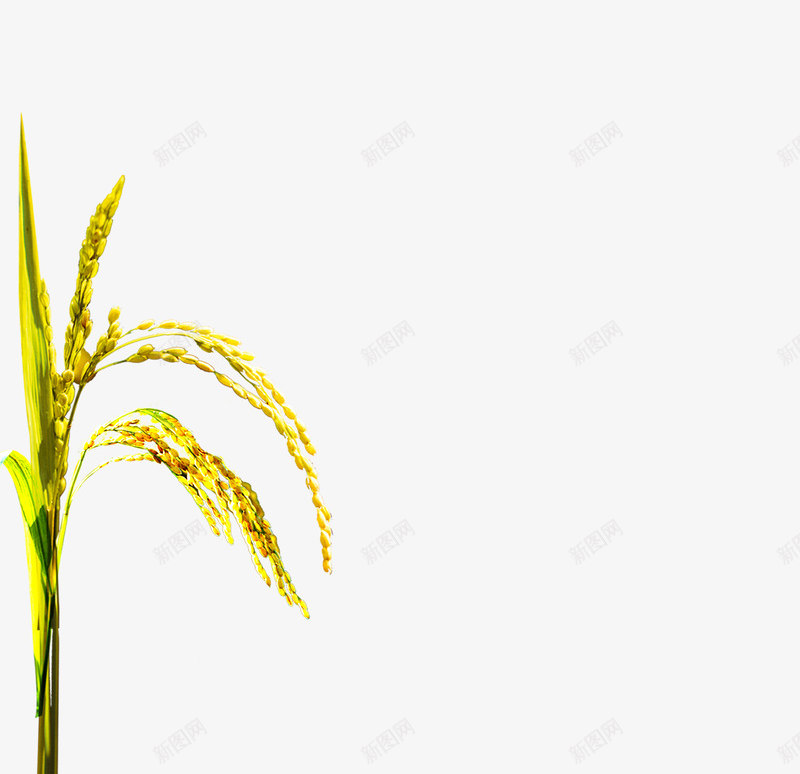 立秋png免抠素材_新图网 https://ixintu.com png 丰收 十二节气 秋天 立秋 红色 高清