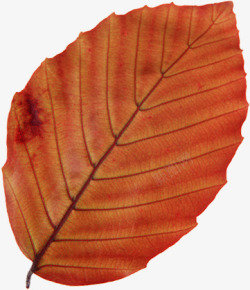 红色枫叶样式地产海报素材