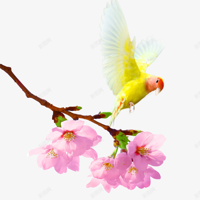 树上的鸟png免抠素材_新图网 https://ixintu.com 树枝 花朵 鹦鹉