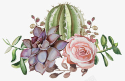 肉粉色花卉VI手绘多肉植物花卉高清图片