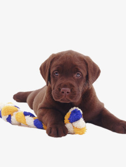 漂亮的玩具狗巧克力拉布拉多玩具犬高清图片