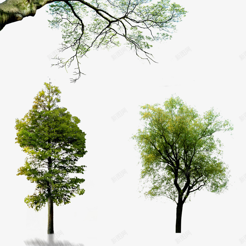 树木png免抠素材_新图网 https://ixintu.com 半枝树枝 室外大型植物 植物