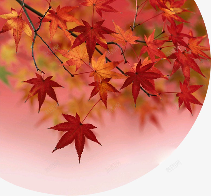 秋季红色枫叶风景png免抠素材_新图网 https://ixintu.com 枫叶 秋季 红色 风景