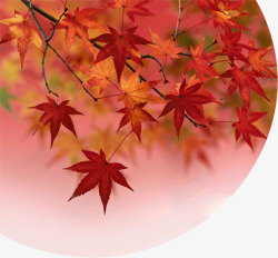 秋季红色枫叶风景素材