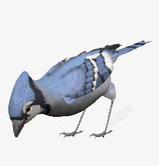 蓝色小鸟吃米鸟类素材