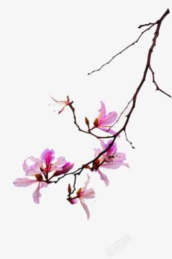 粉色花朵枝桠装饰图案素材