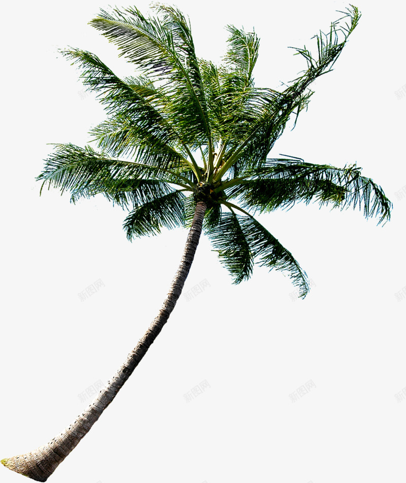 夏季沙滩椰树png免抠素材_新图网 https://ixintu.com 夏季 椰树 沙滩 素材