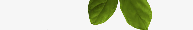 绿色漂亮枝叶png免抠素材_新图网 https://ixintu.com 叶子 枝叶 树叶 树枝 漂亮枝叶 绿色枝叶