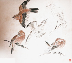 褐色花鸟画鸟步骤高清图片