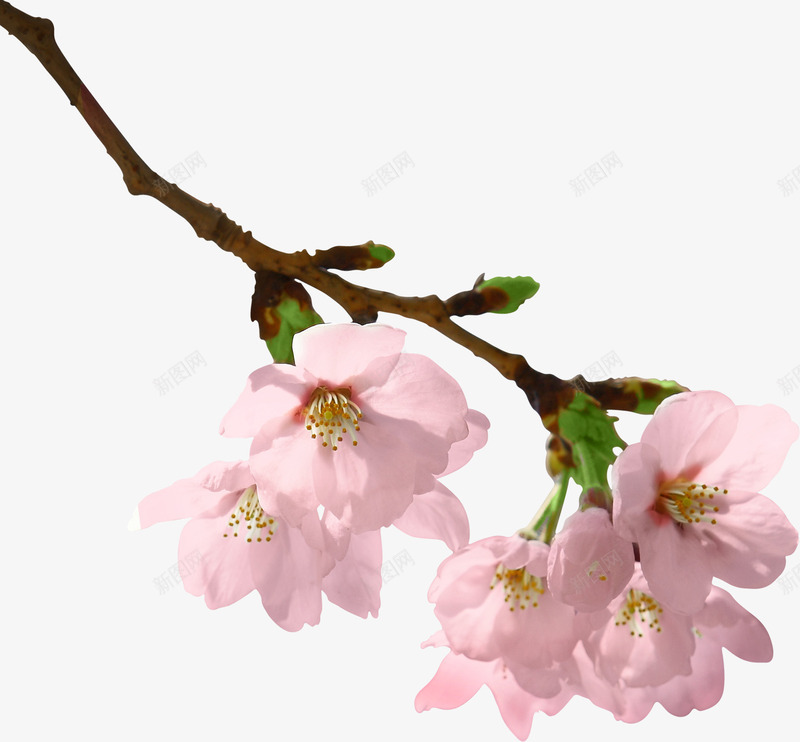 粉色夏季花朵树枝png免抠素材_新图网 https://ixintu.com 夏季 树枝 粉色 花朵