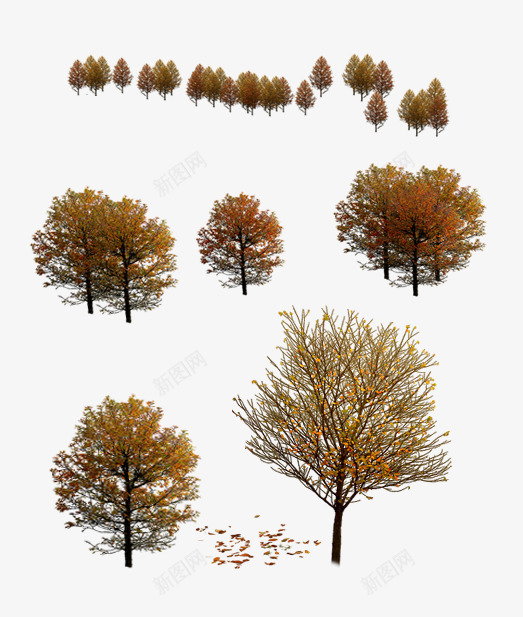 秋天树png免抠素材_新图网 https://ixintu.com 园林植物 秋天树 造型树 配景素材