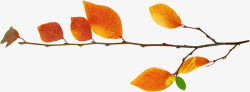 树枝橙色树叶素材