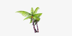 三颗椰子书椰子树高清图片