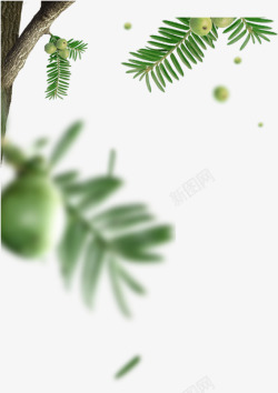 绿色树枝青果植物素材