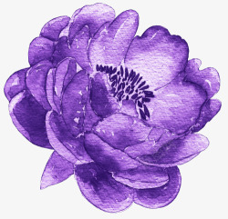 花卉装饰图创意夏季彩铅花卉装饰图紫色菊花高清图片