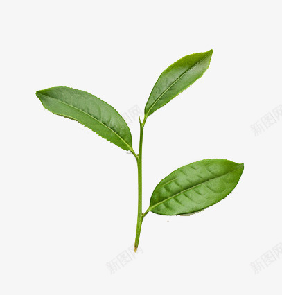 茶叶png免抠素材_新图网 https://ixintu.com 植物 绿色 茶芽