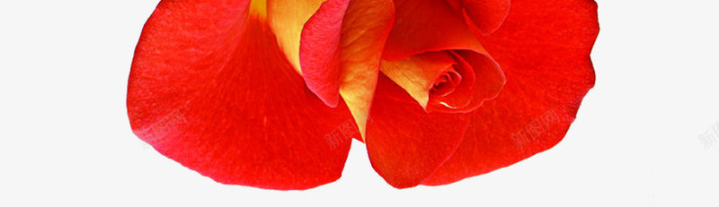 红色鲜花分层花朵png免抠素材_新图网 https://ixintu.com 分层 红色 花朵 鲜花