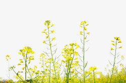 植物金黄色花朵秋天效果素材