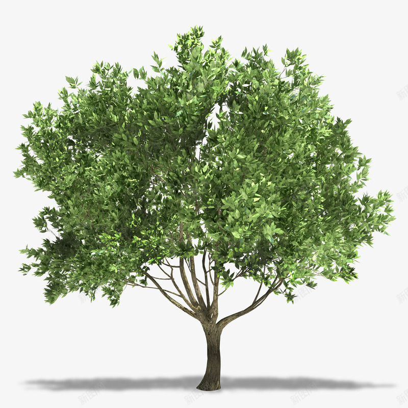 绿色茂盛的树树叶png免抠素材_新图网 https://ixintu.com 卡通手绘 树叶 树枝 植物插图 绿色的 茂盛的