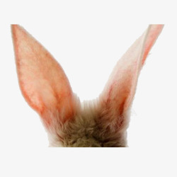 兔子大耳朵素材