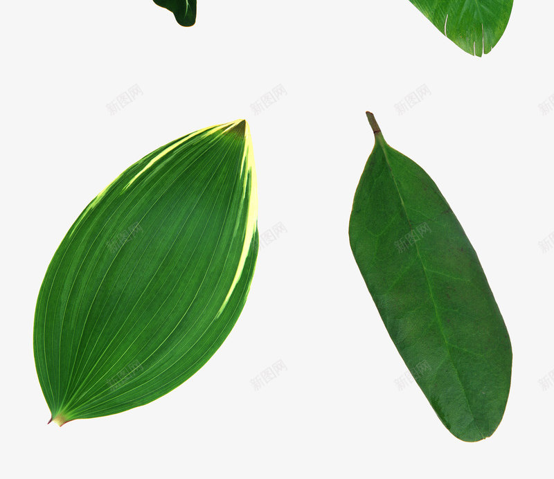 绿色新鲜的树叶组合png免抠素材_新图网 https://ixintu.com 叶子 叶子组合 手绘植物 树叶 植物 绿叶 绿植