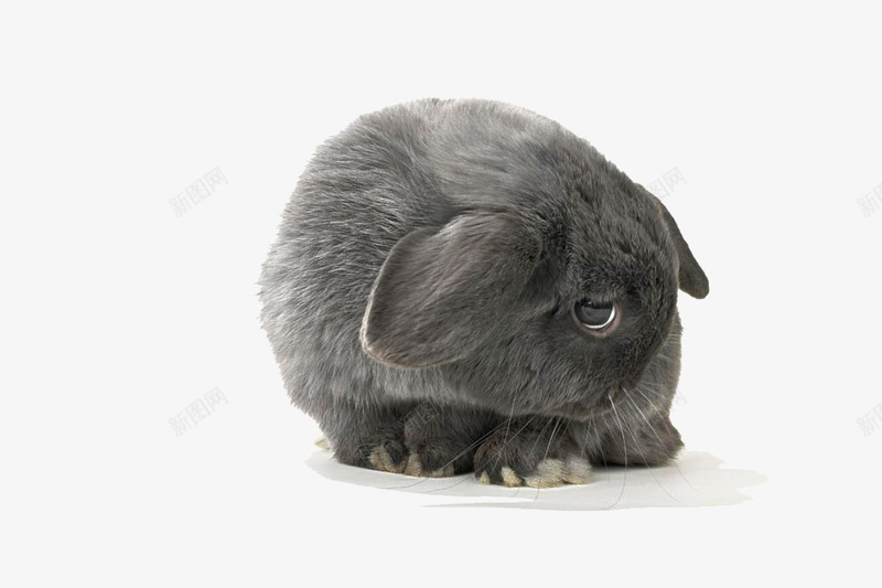 兔子黑兔子垂耳兔可爱动png免抠素材_新图网 https://ixintu.com 兔子 动物 可爱 垂耳兔 宠物 黑兔子