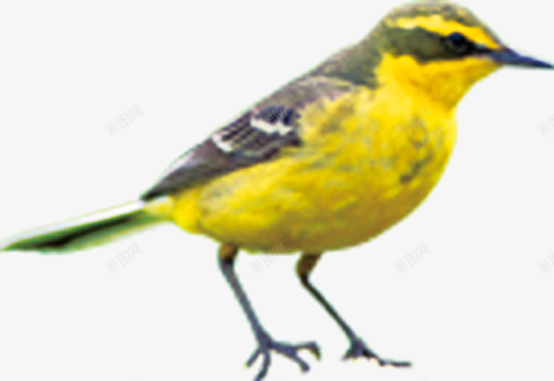 正在觅食的黄色小鸟png免抠素材_新图网 https://ixintu.com 小鸟 正在 觅食 黄色