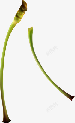 植物根茎绿色植物根茎高清图片