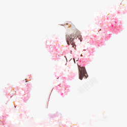 落在枝头的鸟鲜花花径高清图片
