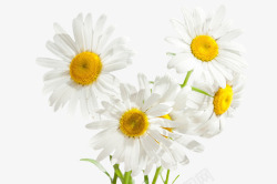 植物白色花朵卡通秋天素材