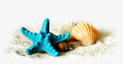 沙滩上的海星与贝壳素材