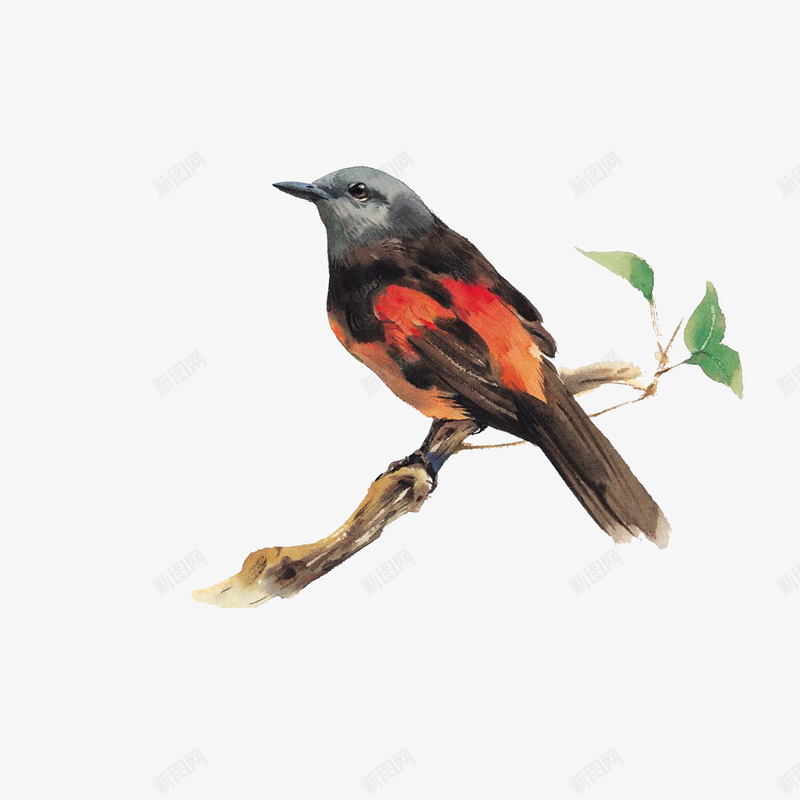在枯木上的鸟png免抠素材_新图网 https://ixintu.com 在枯木上的鸟 手绘枯树枝 手绘栩栩如生的小鸟