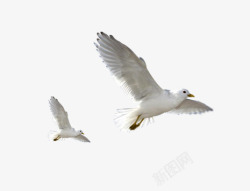 白色小鸟鸽子动物素材