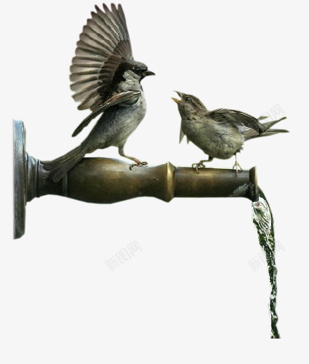 金属水管小鸟png免抠素材_新图网 https://ixintu.com 园林 小鸟 景观 水 水管 金属