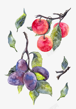 水彩苹果和葡萄素材