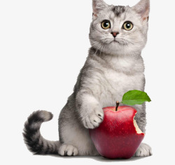 可爱苹果抓着苹果的可爱小猫高清图片