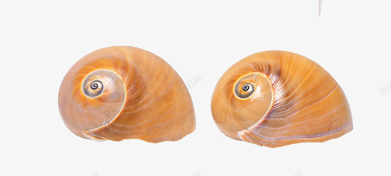 两个小海螺png免抠素材_新图网 https://ixintu.com 海螺 贝壳组合 黄色