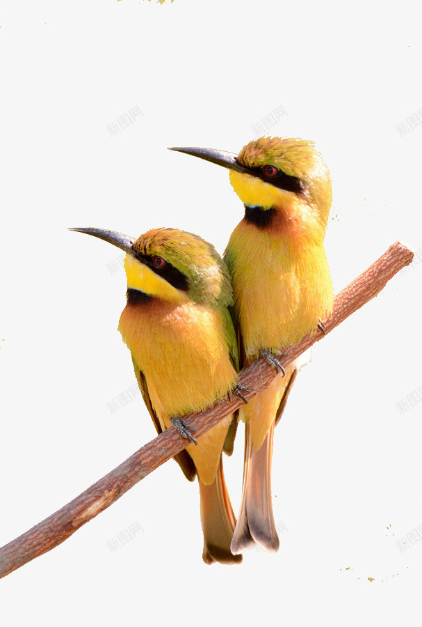 两只小鸟psd免抠素材_新图网 https://ixintu.com 动物 小鸟 装饰 黄色 黑嘴