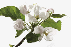 小清新苹果白色花朵高清图片