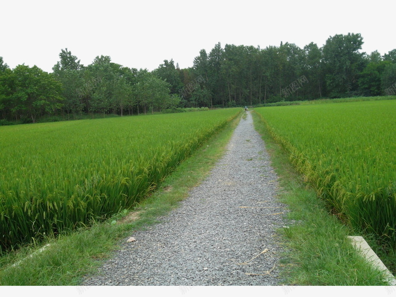 小路两旁的稻田png免抠素材_新图网 https://ixintu.com 农业 农作物 夏季 小路 小麦 植物 禾苗 稻田 稻谷 绿色 自然