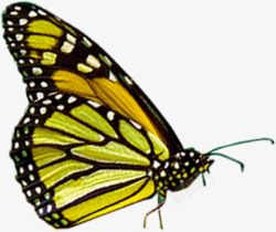 黄色斑点夏季蝴蝶素材